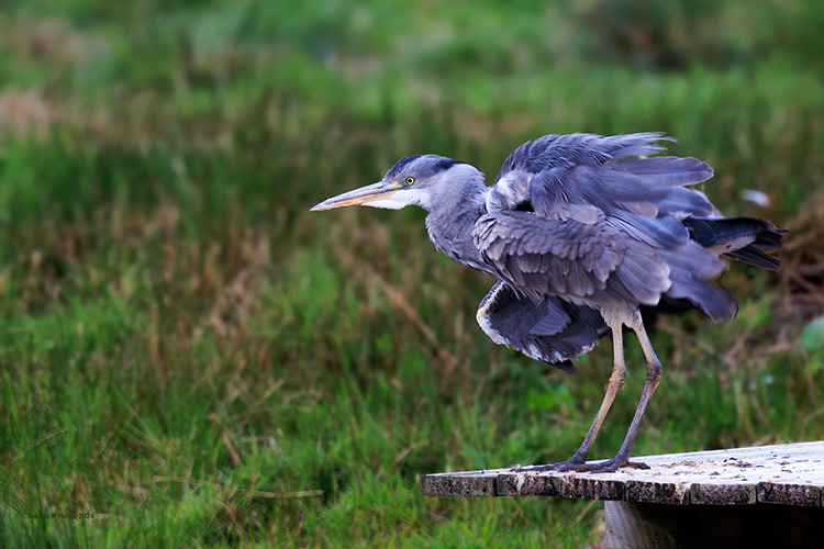  Grey Heron Highlands Scotland
